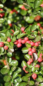 Plants,Berries