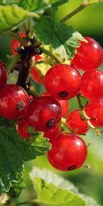 Plants,Berries