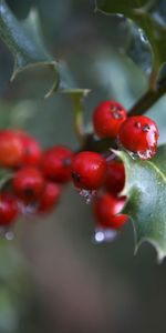 Plants,Berries