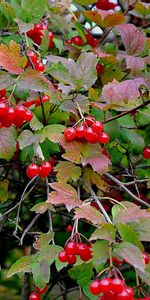 Plants,Berries