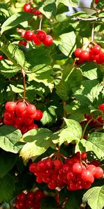 Plants,Berries,Bush