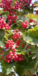 Plants,Berries,Fruits