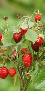 Plants,Berries,Strawberry