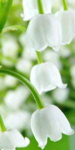 Plants,Bluebells,Flowers