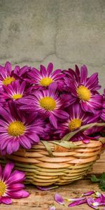 Flores,Plantas,Bouquets