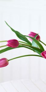 Plants,Bouquets,Tulips