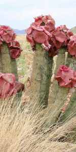 Cactus,Plantes