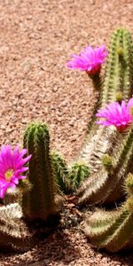 Plantes,Cactus