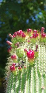 Plantas,Cactus