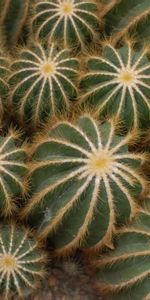 Plantas,Cactus