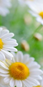 Plants,Camomile