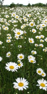 Plants,Camomile,Fields,Flowers,Landscape