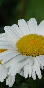 Plants,Camomile,Flowers