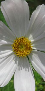 Plants,Camomile,Flowers