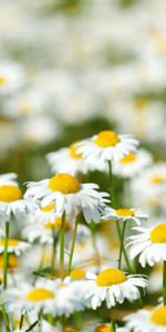 Plants,Camomile,Flowers