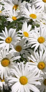 Plants,Camomile,Flowers