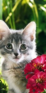 Animales,Plantas,Flores,Gatos