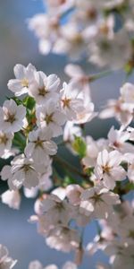 Plants,Cherry,Flowers