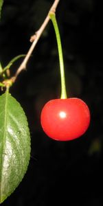 Plants,Cherry,Fruits