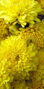 Plants,Chrysanthemum,Flowers