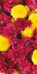 Plants,Chrysanthemum,Flowers