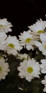 Plantes,Fleurs,Chrysanthème