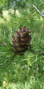 Plants,Cones