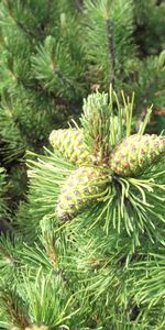 Plants,Cones