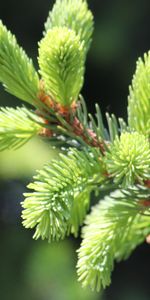 Plantas,Cones,Abetos