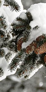 Plants,Cones,Fir Trees