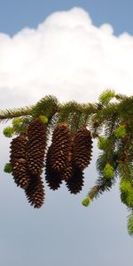 Plants,Cones,Fir Trees