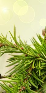 Plants,Cones,Pine