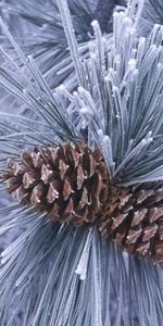 Plantas,Cones,Pino