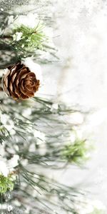 Plants,Cones,Pine,Background