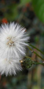 Plants,Dandelions