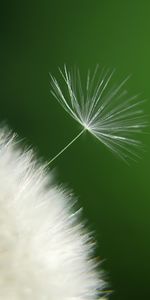 Plantas,Dientes De León