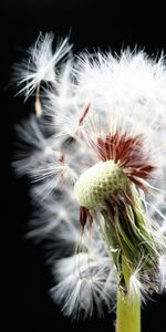 Plantas,Dientes De León