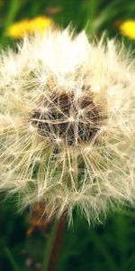 Plants,Dandelions