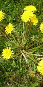 Plants,Dandelions