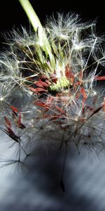 Plantas,Dientes De León