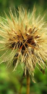 Plants,Dandelions