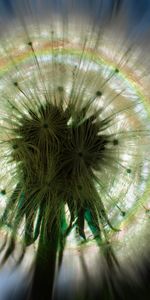 Plantas,Dientes De León,Arte