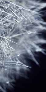 Plants,Dandelions,Background