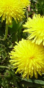 Plants,Dandelions,Flowers