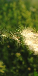 Plants,Dandelions,Flowers