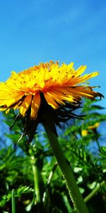 Plants,Dandelions,Flowers