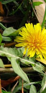 Plants,Dandelions,Flowers