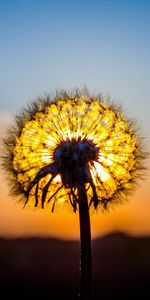 Plants,Dandelions,Sunset