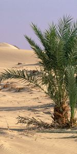 Paisaje,Plantas,Arena,Desierto,Palms