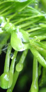 Plantes,Drops